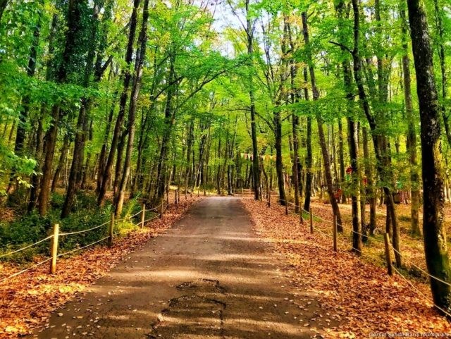 Belgrad Ormanı Nerededir? Nasıl Gidilir? Belgrad Ormanı Nerededir? Nasıl Gidilir?